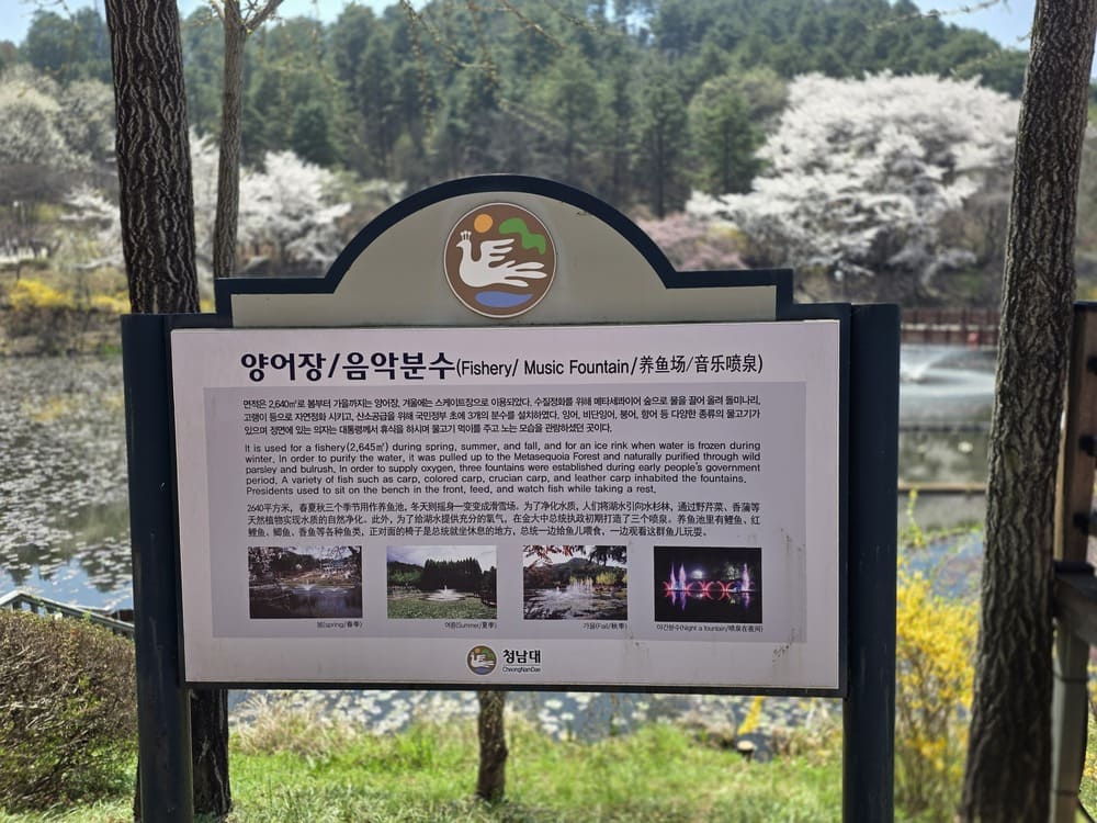 청남대 양어장 음악분수 안내판과 봄 호수 풍경