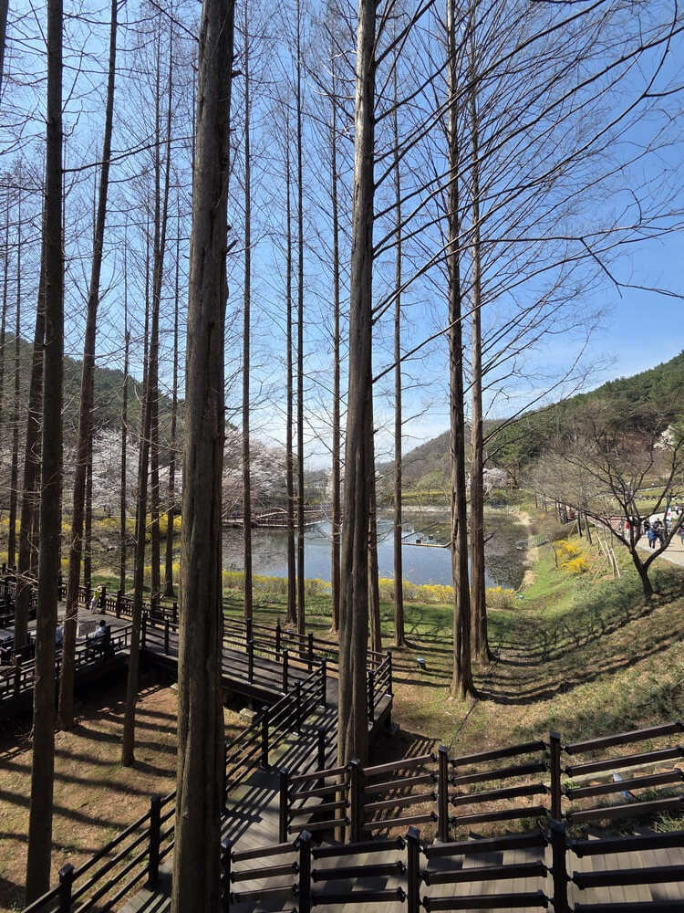청남대 양어장 주변 메타세쿼이아 숲길과 데크 산책로