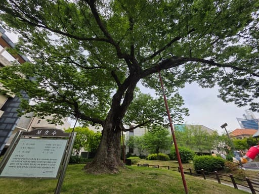 백현동 정자목어린이공원에 자리한 300년 수령의 느티나무 보호수 전체 모습과 안내판