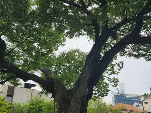 하늘을 향해 넓게 가지를 뻗고 무성한 잎으로 시원한 그늘을 만든 느티나무 풍경