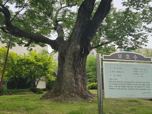 성남시 보호수 안내판과 세월의 흔적이 묻어나는 느티나무의 굵은 줄기