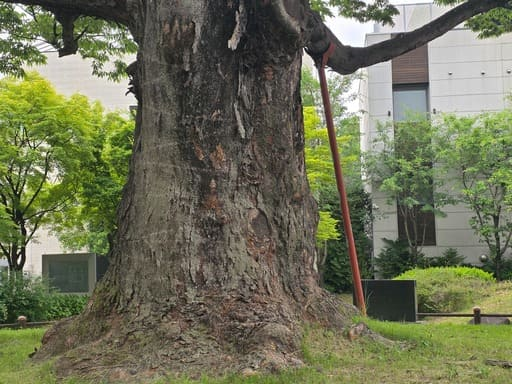 거친 나무껍질과 단단한 뿌리가 돋보이는 300년 된 느티나무 보호수 줄기 클로즈업