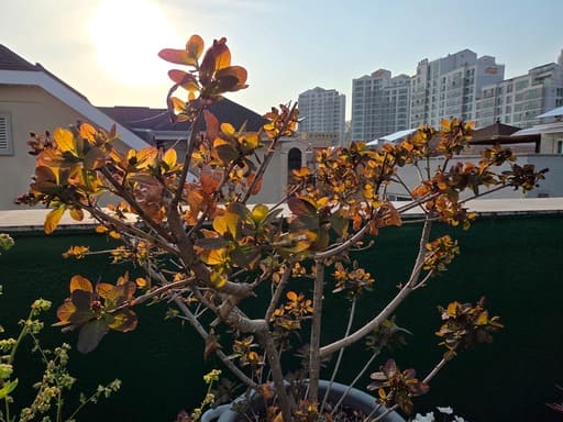 햇빛 아래 붉은 자주빛 잎을 보여 주는 자엽안개나무
