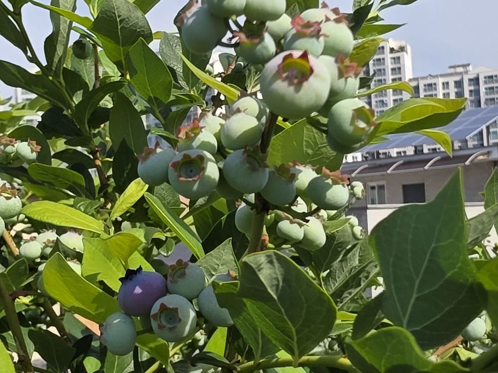 옥상 텃밭에서 성공적으로 재배하여 수확을 앞둔 블루베리 나무 전경