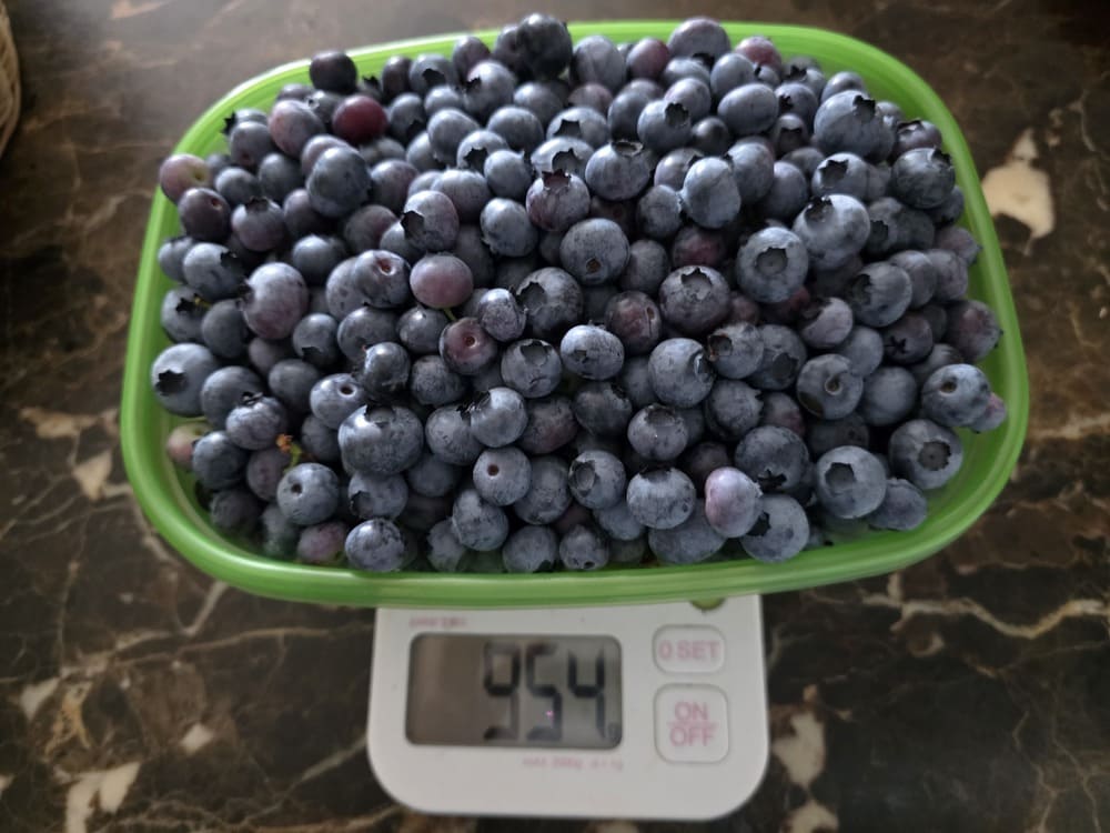 초록 통에 담긴 6월 옥상 블루베리 수확 사진