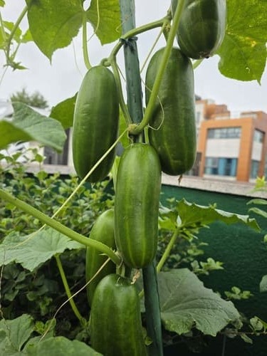 장마철 열매 관리가 필요한 옥상 오이