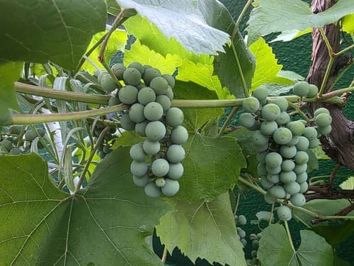 장마철 통풍 관리가 필요한 옥상 포도 덩굴과 포도송이