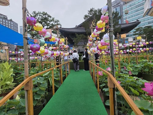 조계사 연꽃축제 연등과 연꽃 화분 사이에 놓인 초록색 관람로