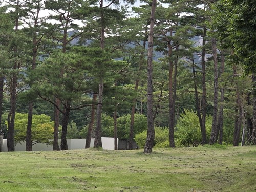 푸른 잔디와 오래된 소나무가 어우러진 경복궁 정원