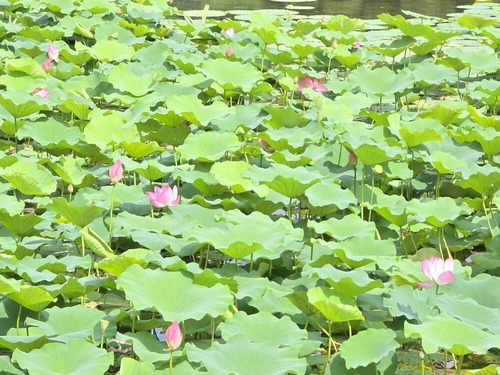 큰 연잎과 연꽃 봉오리 사이에 피어난 향원지의 연분홍 연꽃