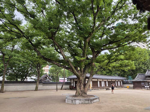 비 오는 날 운현궁 산책｜고목과 한옥, 조각보 전시를 만난 오후